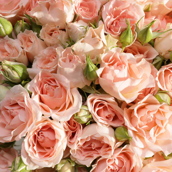 Blush Elegance Baby Roses Vase