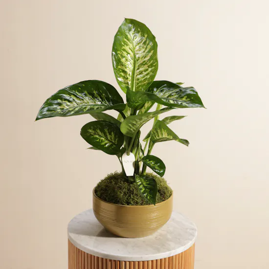Green Dieffenbachia Plant