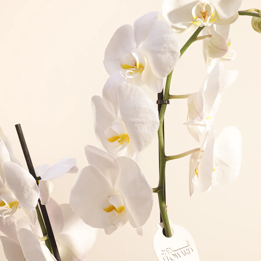 White Orchid 5