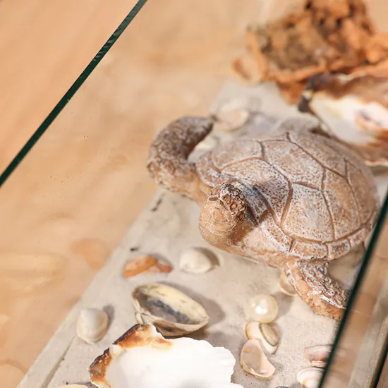 Beach Terrarium