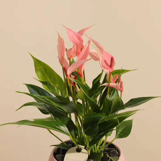 Lush Pink Anthurium Plant
