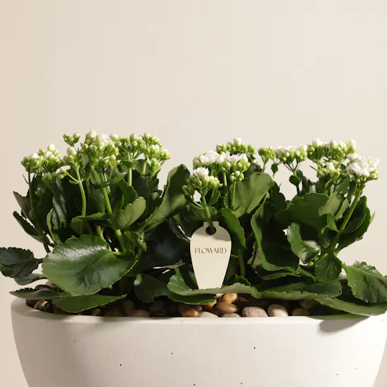 Cheerful White Kalanchoe Plant