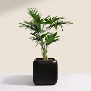 Verdant Big Livistona Chinensis Palms