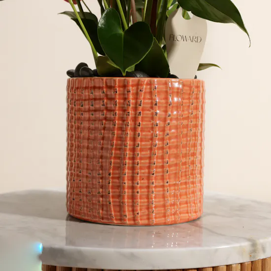 Fancy Red Anthurium Summer Love Plant