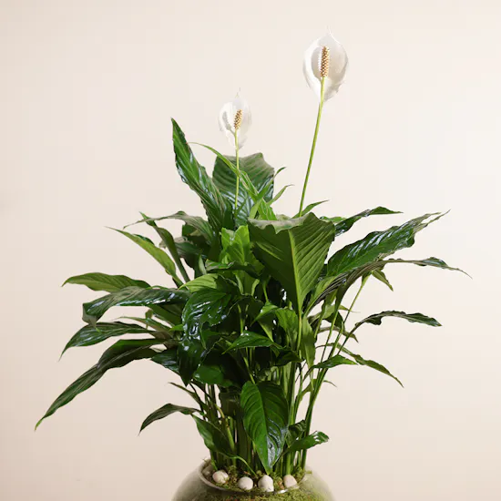 Spathiphyllum Pearl Plant