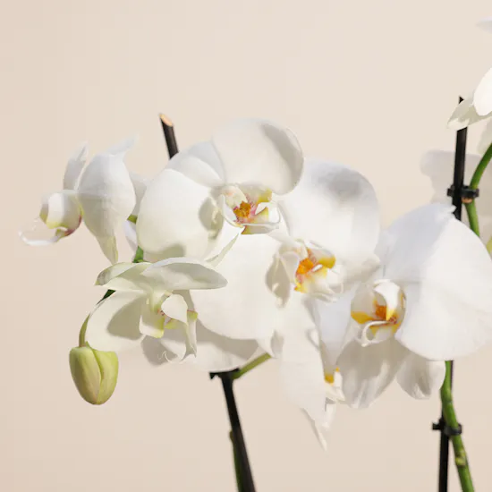 Royal White Orchid Plant