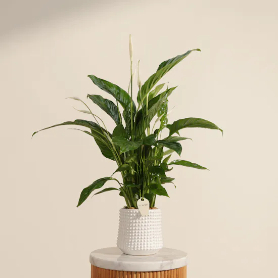 Lush Big White Spathiphyllum Plant