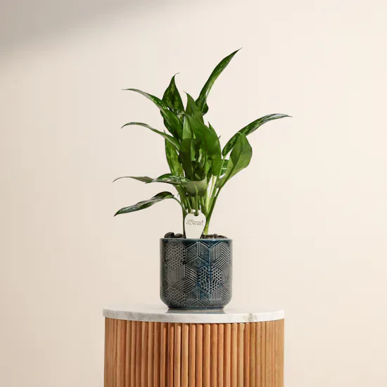 Refreshing Aglaonema Maria Plant