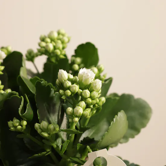 Charming White Kalanchoe Plant