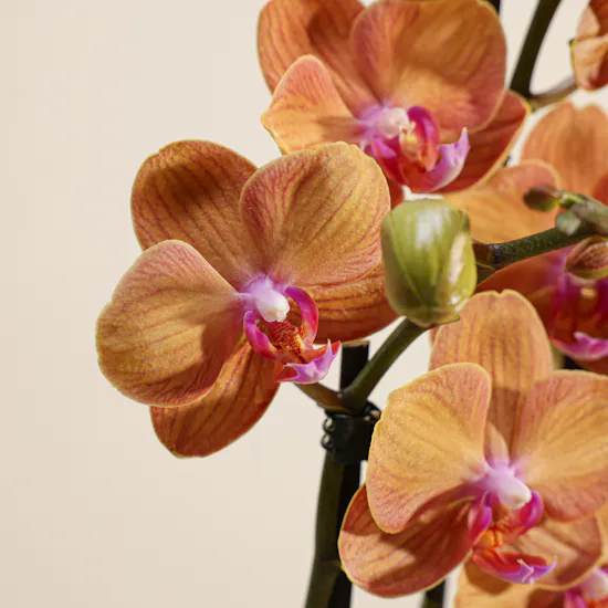 Elegant Phalaenopsis Plant Vase
