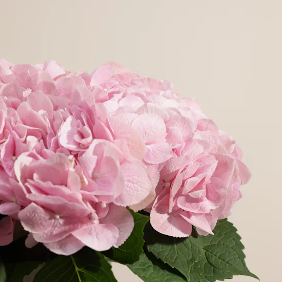Cute Blush Pink Hydrangea Vase