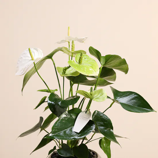 White Anthurium Plant | Sliver Pot