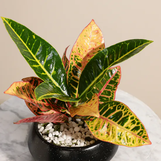 Glam Codiaeum Petra Plant