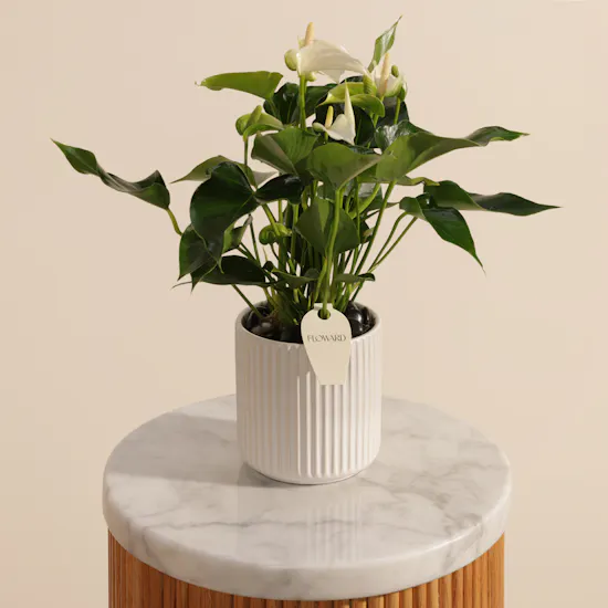 Elegant White Anthurium Plant
