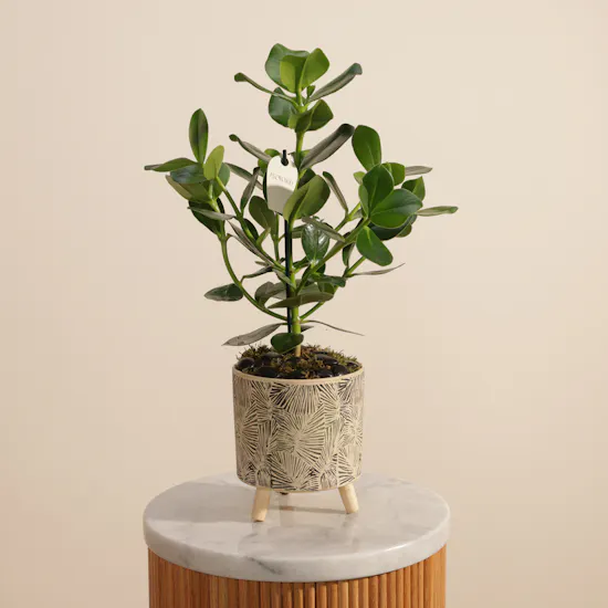 Cheerful Green Clusia Rosea Plant