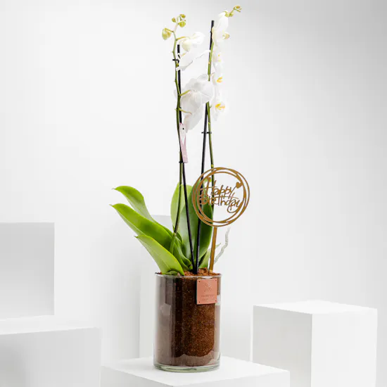 Happy Birthday Orchid Plant