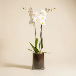 نبتة أوركيد أبيض | وعاء زجاجي