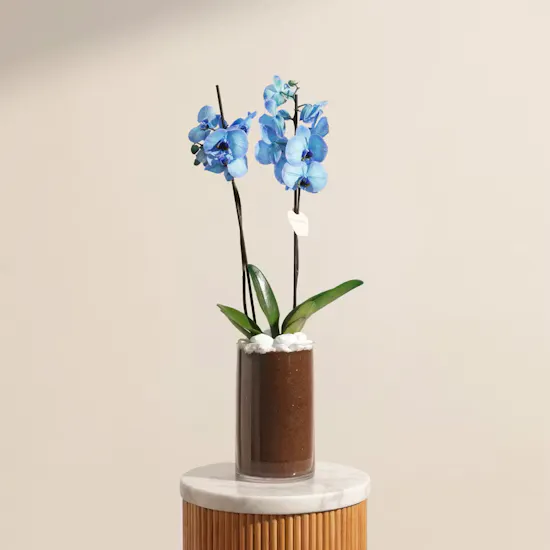 Father's Day Gentle Blue Orchid Plant