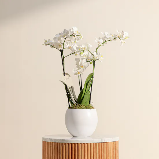 Magical White Phalaenopsis Plant