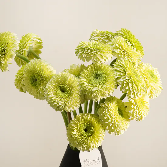 Garden Veil Gerbera Vase