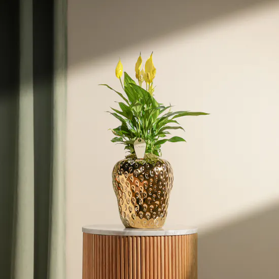 Sunny Yellow Spathiphyllum Bellini Plant