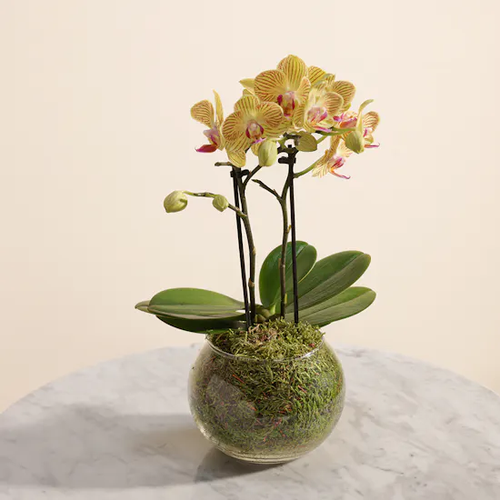 Little Multiflora Orchid Plant