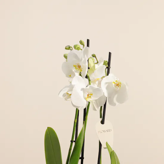 Glowing White Phalaenopsis Plant