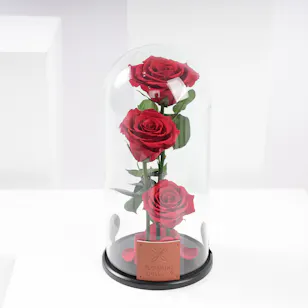 Red Preserved Roses