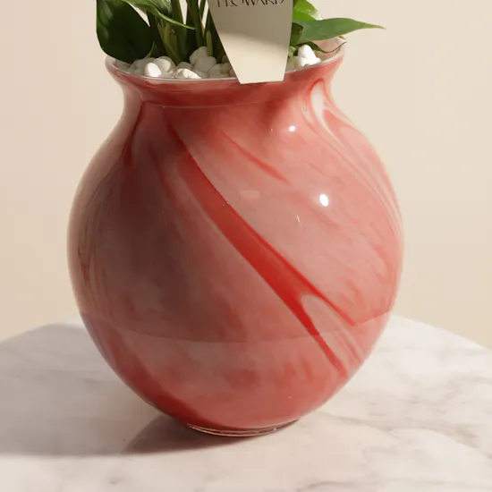 Fancy White Anthurium Plant