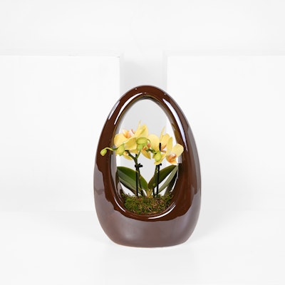 Yellow Orchid Plant | Ceramic Pot
