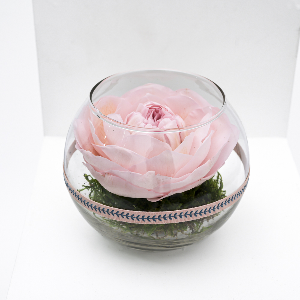 Preserved Pink Peony Vase