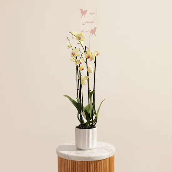 Delicate Yellow Phalaenopsis Orchid Eid Plant
