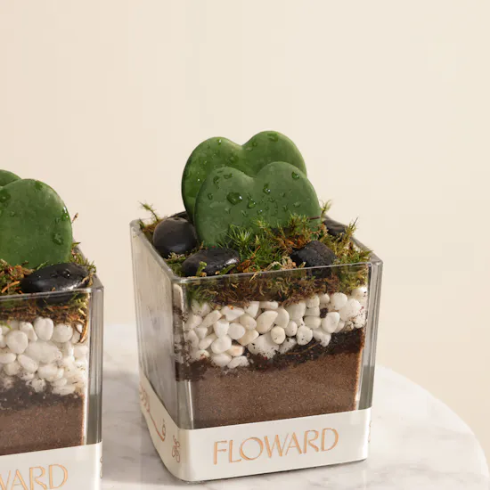 Charm Hoya Kerrii Heart Plants