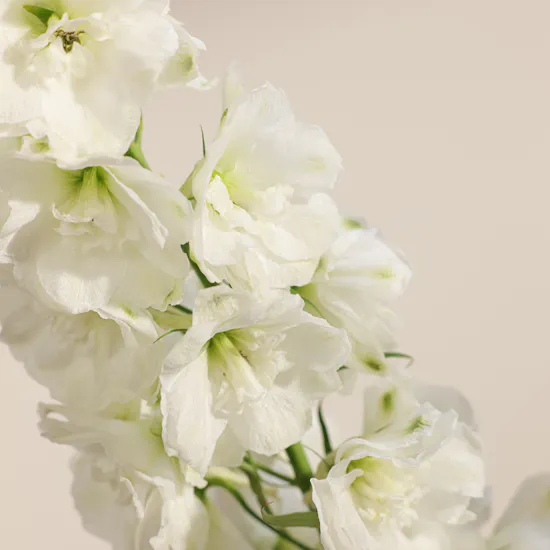 Pure Delphinium Vase