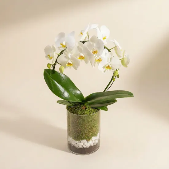 White Bow Orchid Plant | Glass Pot