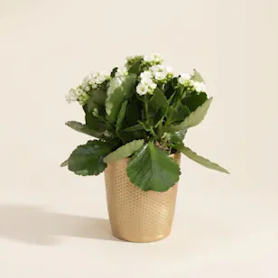 Pure White Kalanchoe Plant