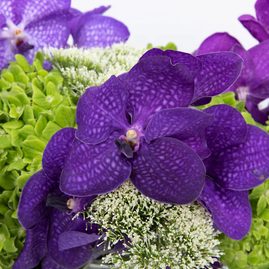 Magic Violet Vase