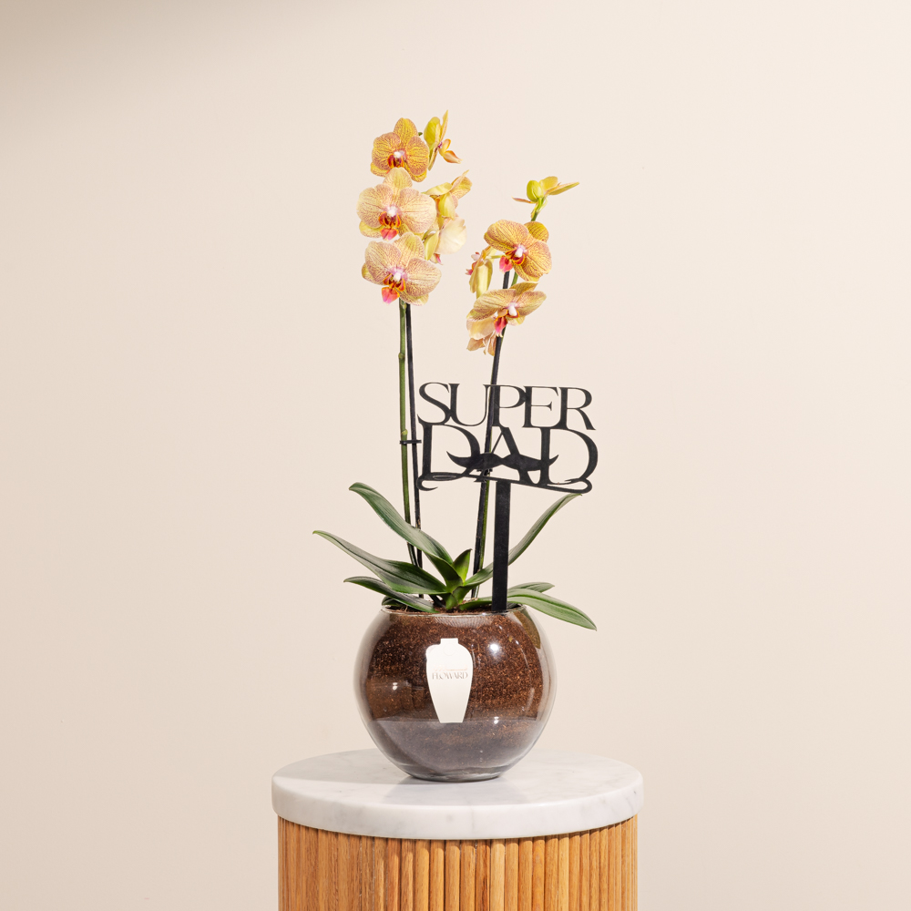 نبات أوركيد يوم الأب