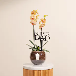 Super Dad Orchid Plant Super Dad Orchid Plant