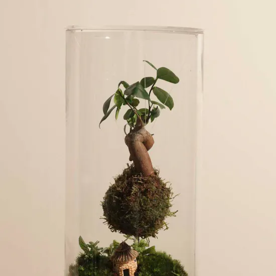 Elegant Terrarium Vase