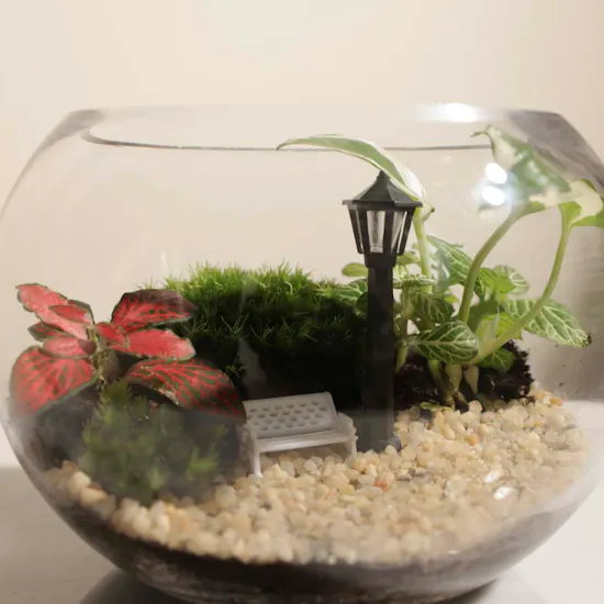 Nature's Harmony Terrarium