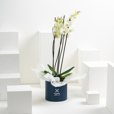 Floward''s Orchid