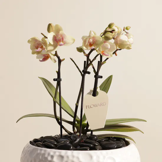 Cheerful Small Yellow Phalaenopsis