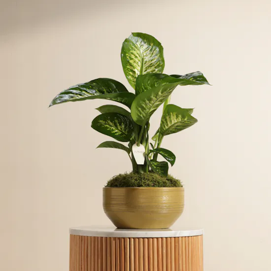 Green Dieffenbachia Plant