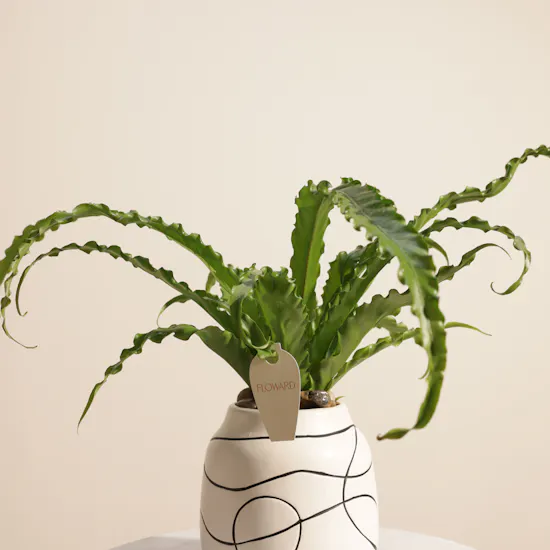 Emerald Asplenium Osaka Plant