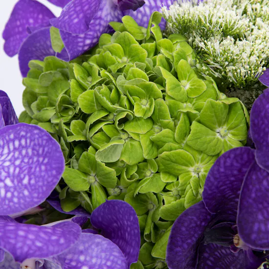 Magic Violet Vase