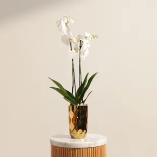 Spark White Orchid Plant