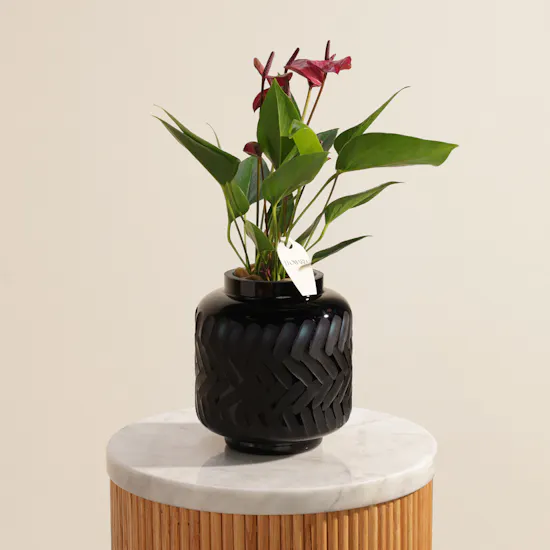 Classy Purple Anthurium Plant