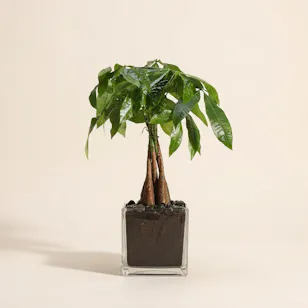 Money Tree Pachira Aquatica Plant