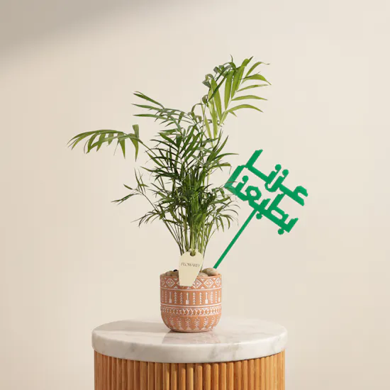 نبات شاميدوريا جذور المجد